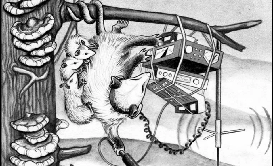Radio Possum by Beehive Collective